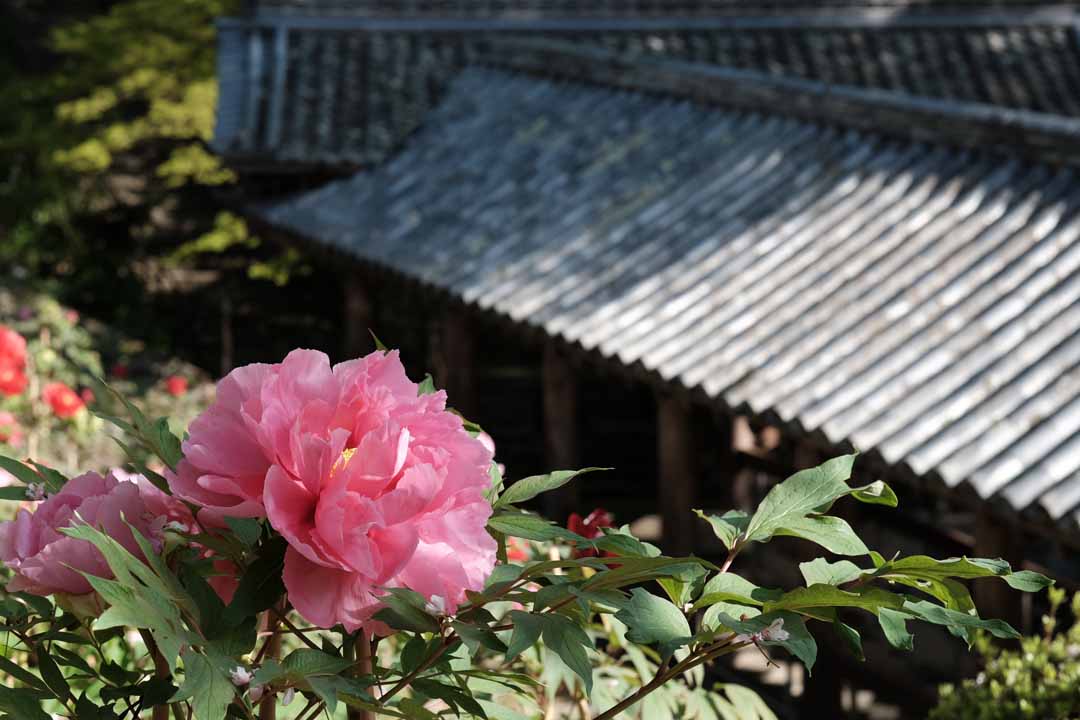 奈良 色鮮やかな大輪が咲き誇る1000年の絶景 長谷寺でぼたんまつり開催 実は近くには温泉もある 春季特別拝観も 4 18 5 10 おんせんニュース