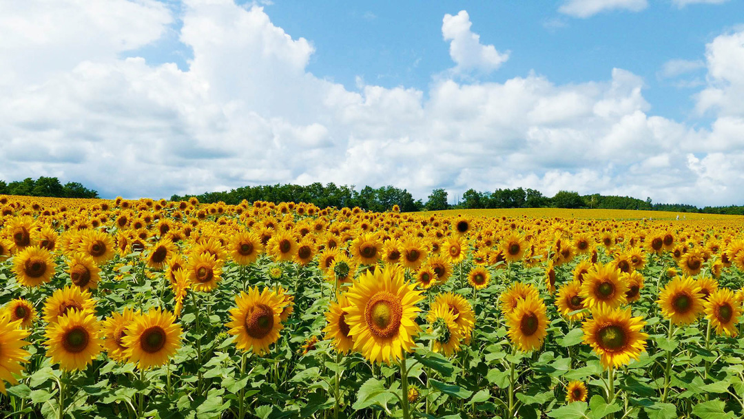 Extensive sunflower field　Hokuryu-town,Hokkaido,JAPAN