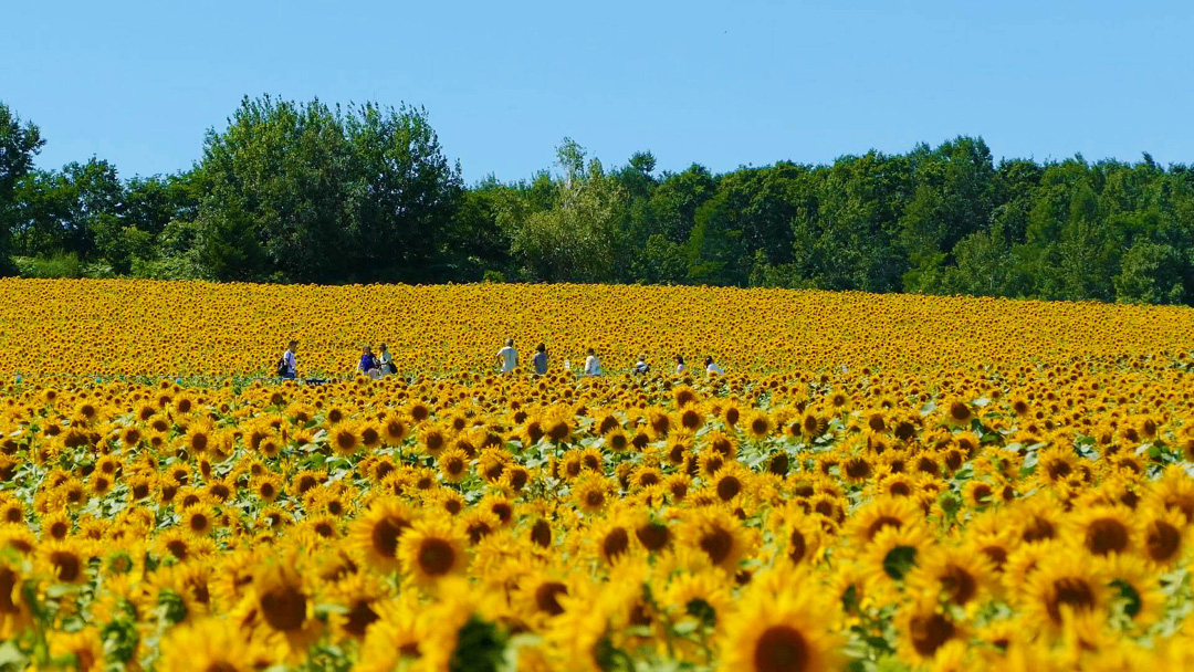 北海道雨竜郡北竜町　一面のひまわり畑の絶景　
Extensive sunflower field　Hokuryu-town,Hokkaido,JAPAN