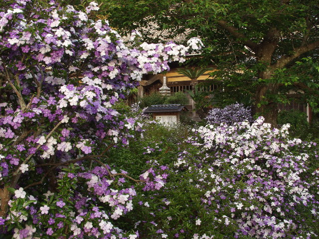 静岡 魅惑の香りに紫色が美しいアメリカジャスミンは今が見頃 南伊豆 下田の了仙寺 5月中旬から下旬 おんせんニュース