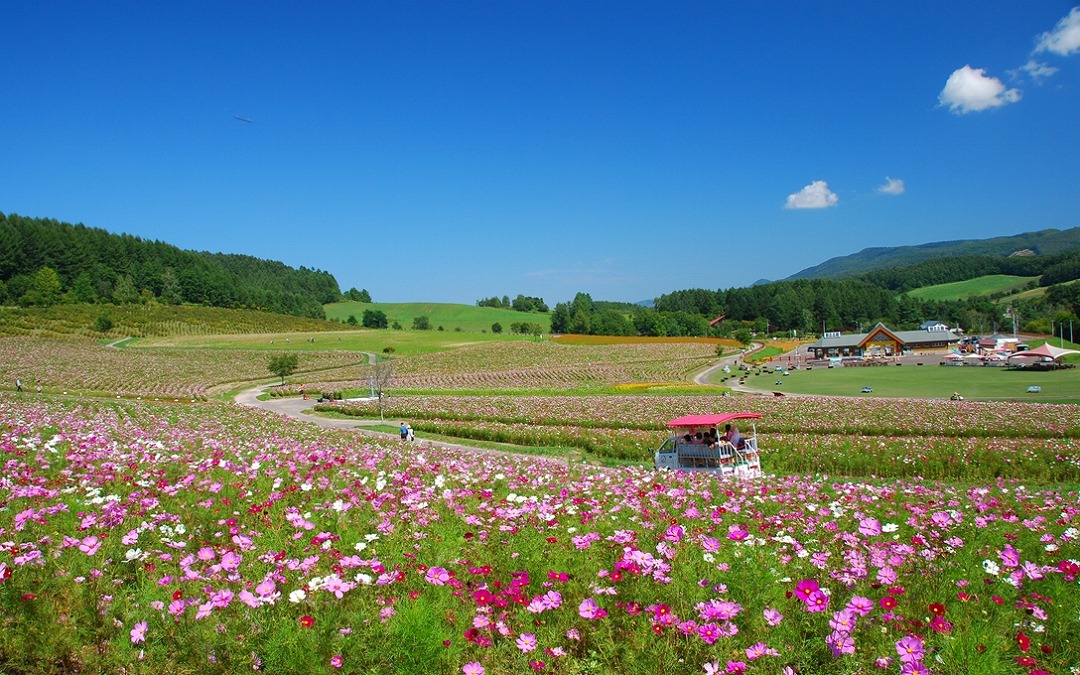 北海道 1000万本のコスモスが咲き乱れる 太陽の丘えんがる公園 日本最大級のコスモス園 おんせんニュース