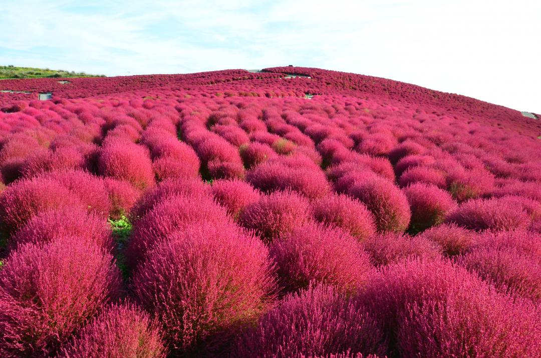 茨城 秋の絶景 国営ひたち海浜公園 丸くてもふもふのコキアが丘を真っ赤へと染め上げる コキアカーニバルは9 21 10 おんせんニュース