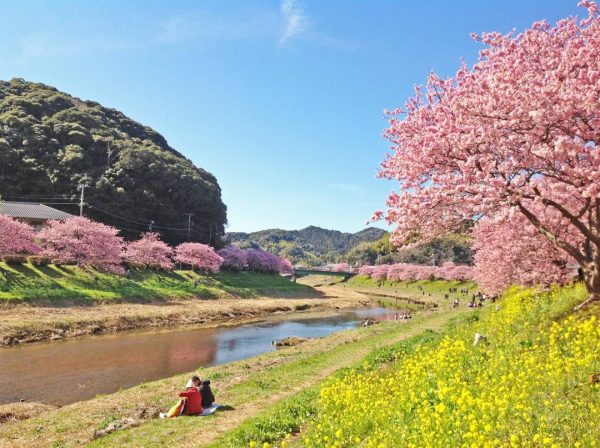 Pr】今年は例年より早い満開予想！早咲きの河津桜をゆったり堪能できる南伊豆町「第22回みなみの桜と菜の花まつり」開幕！ | おんせんニュース